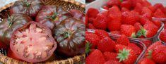 Menu du marché - L'Auberge de la Garenne