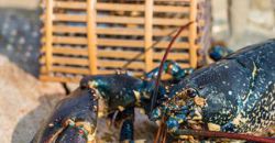 1 MENU HOMARD ACHETÉ = 1 MENU HOMARD OFFERT - Les Bains Douches