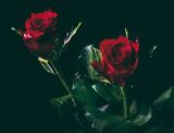 Menu Saint Valentin