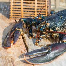 1 MENU HOMARD ACHETÉ = 1 MENU HOMARD OFFERT