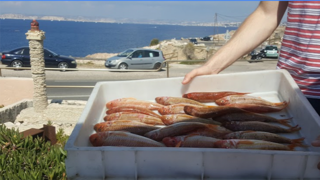 Tiboulen de Maïre à Marseille